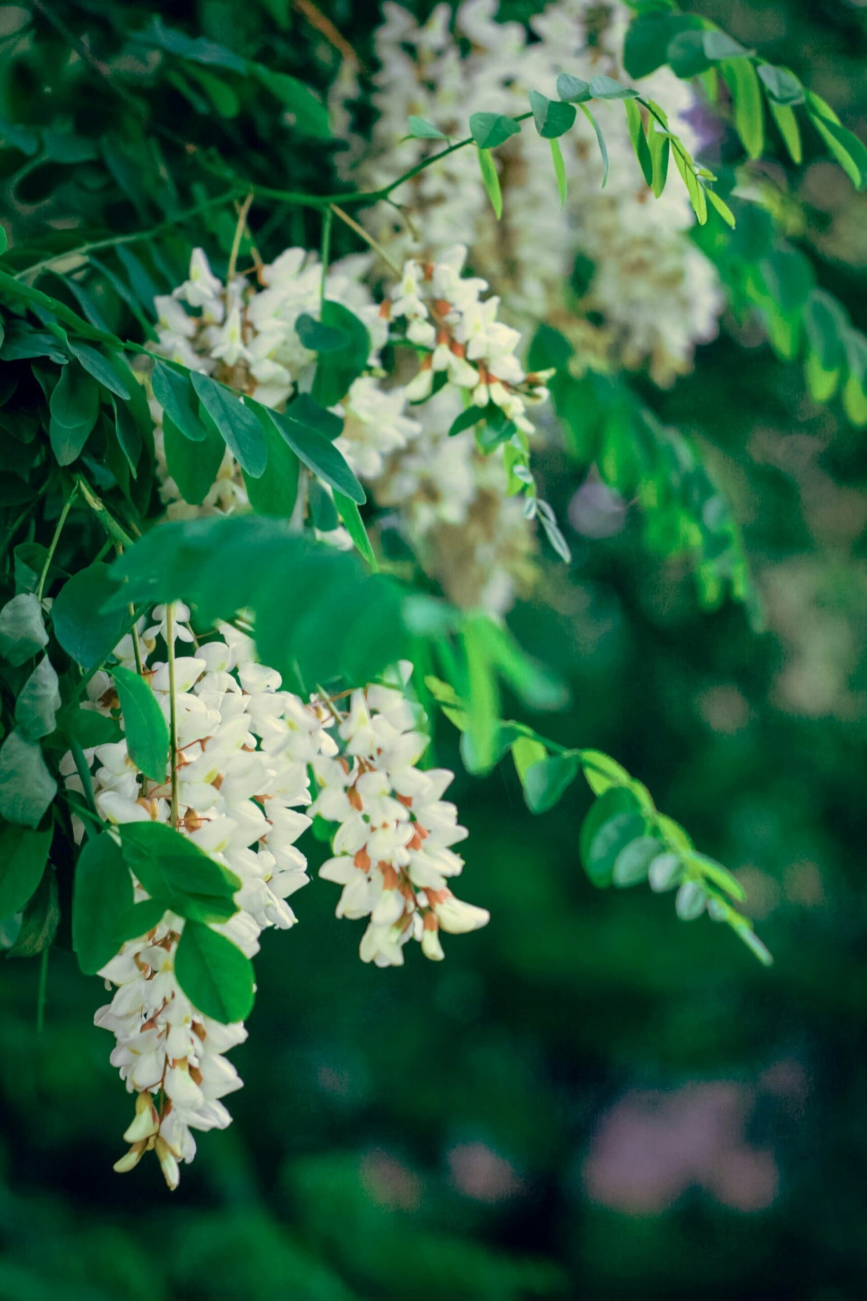 fond fleuri blanc