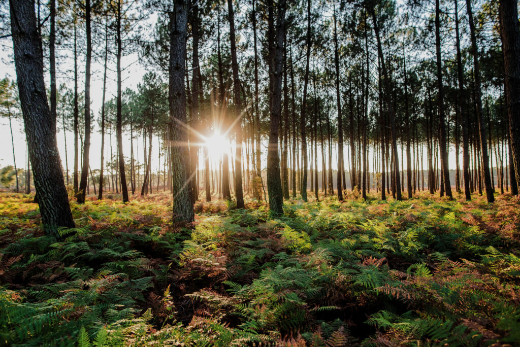 foret des landes