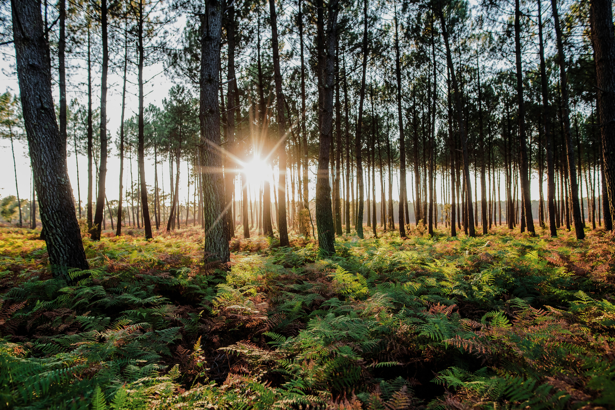 foret des landes