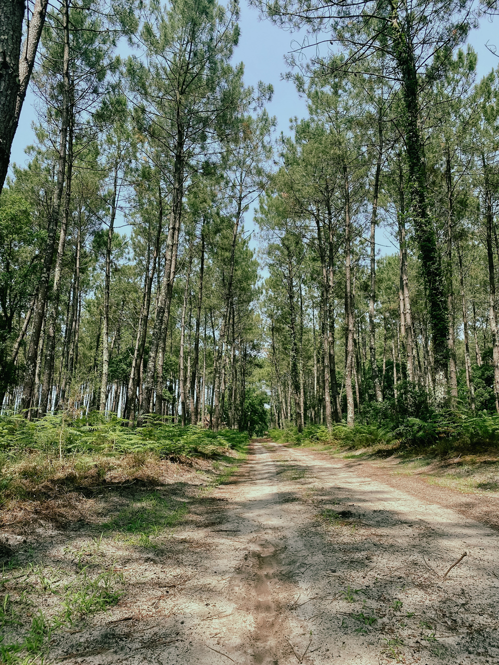 foret landes