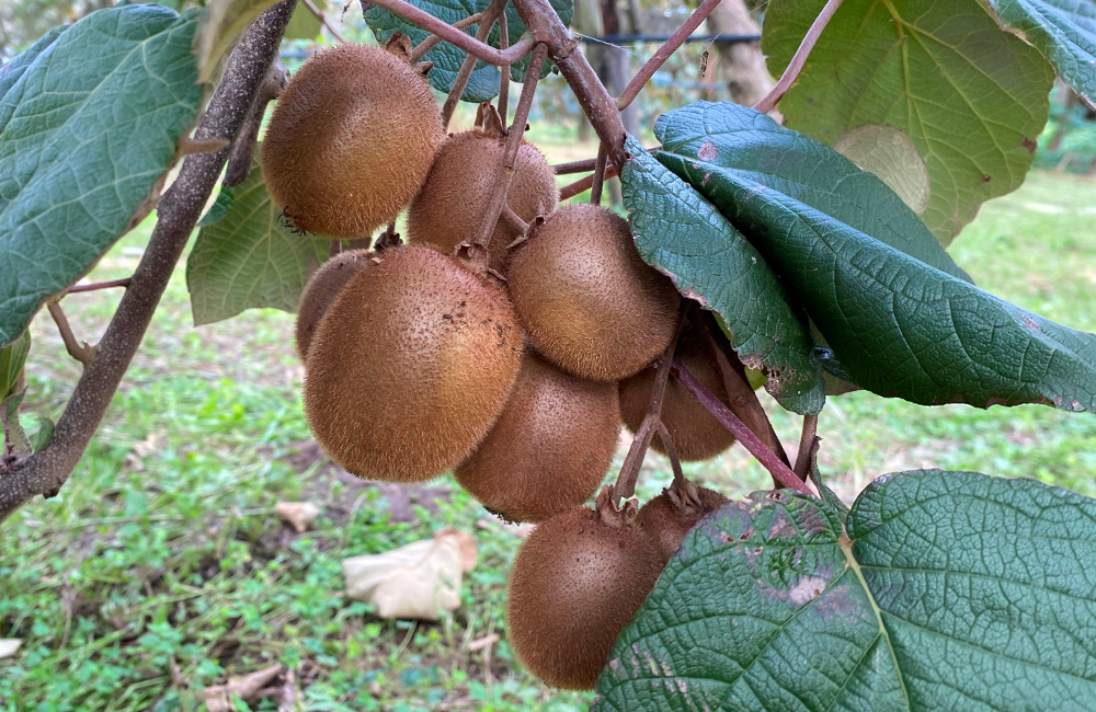 kiwi landais